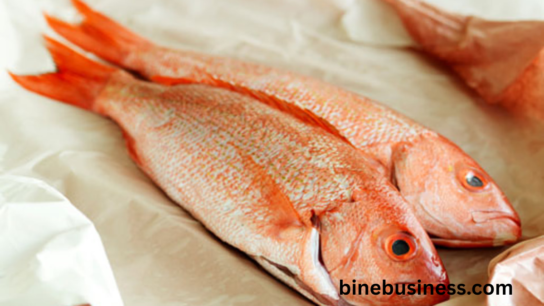 Red Snapper
