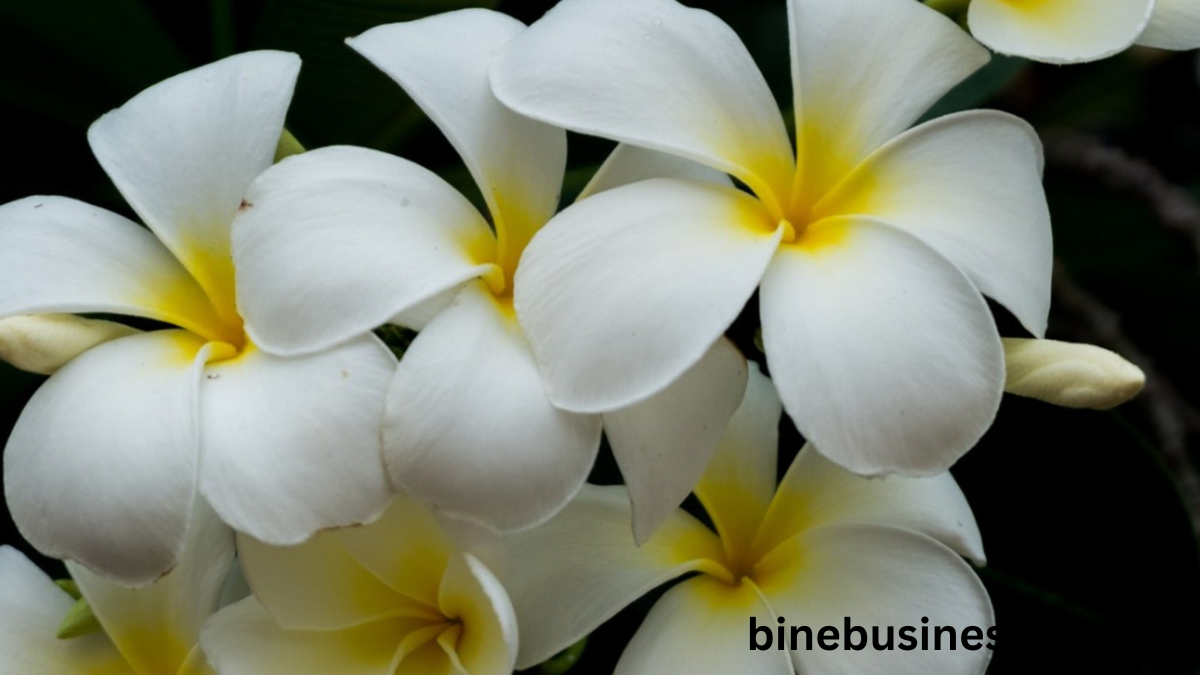 Plumeria