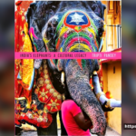 Elephants and India: A Story of Majesty, Culture, and Conservation